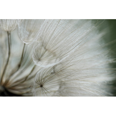 Macro Dandelion VI par Renée W. Stramel - Photographie sur toile tendue