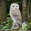 Figurines de collection Owl