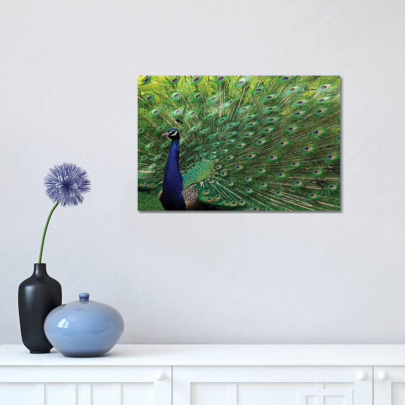 Majestic Peacock by Brian Wolf - Wrapped Canvas Print, 30.48 cm H x 45.72 cm W