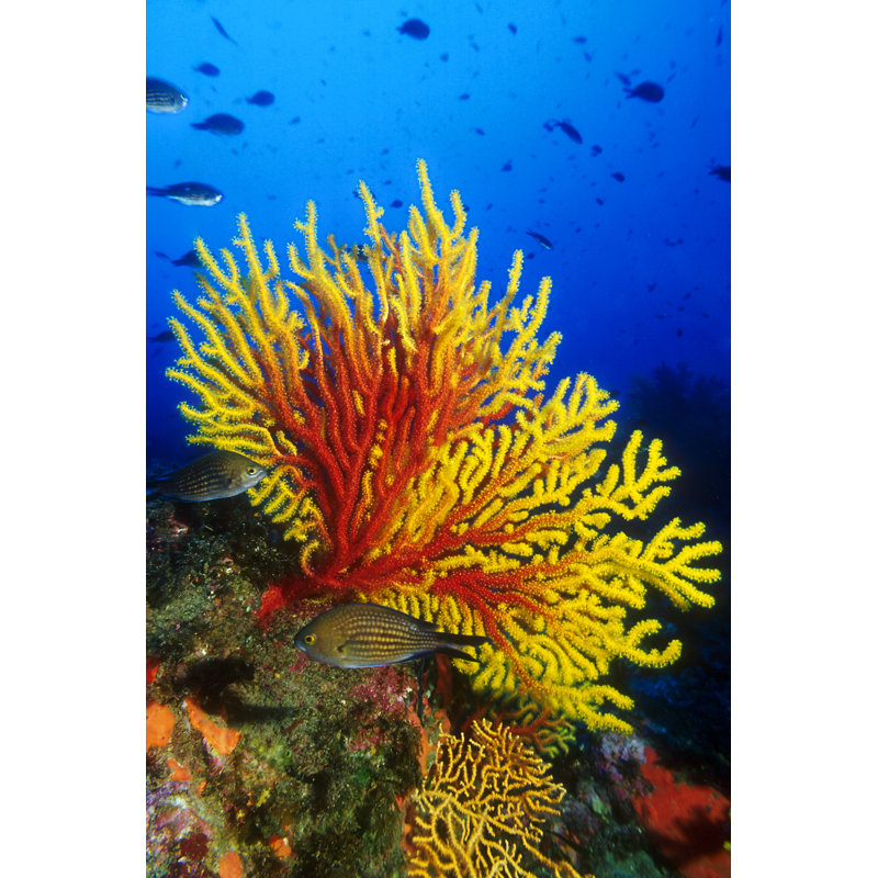 Gorgonians - Wrapped Canvas Print, 76cm H x 51cm W x 3.8cm D