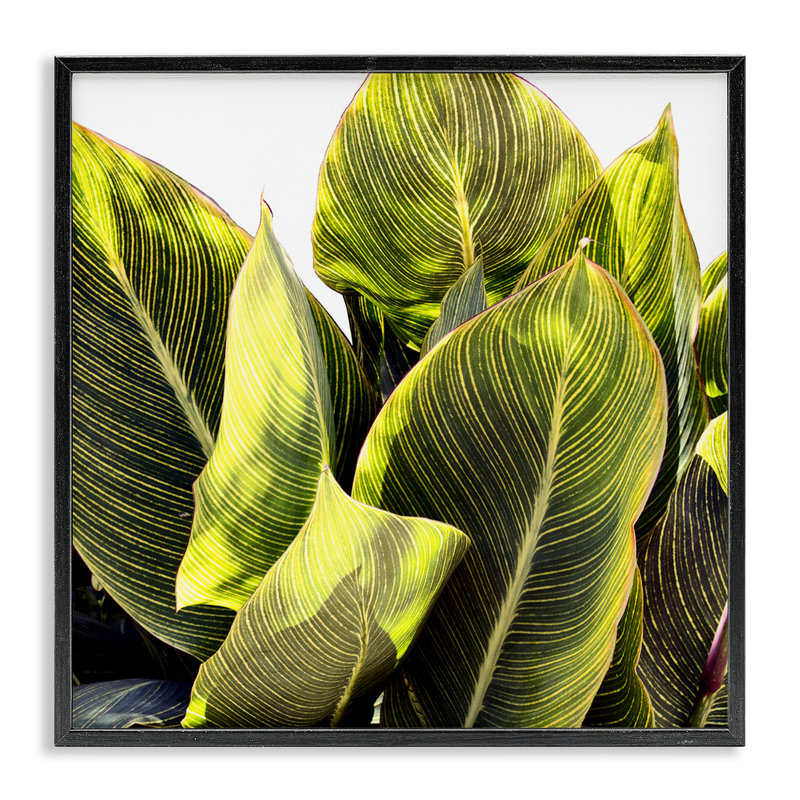 Feuilles tropicales vives encadrées, art numérique par Emily Navas, H 12 po x l 12 po x P 1,5 po, Giclée encadrée noir minuit