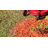 Rubber Tree Ring-70821061