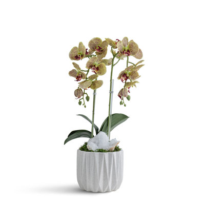 Double Orchid in Geometric Container
