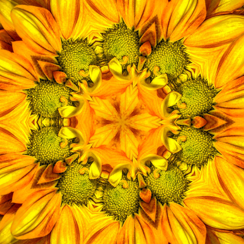 Daisy Mandala par Kenwiedemann, H 30 po x l 30 po