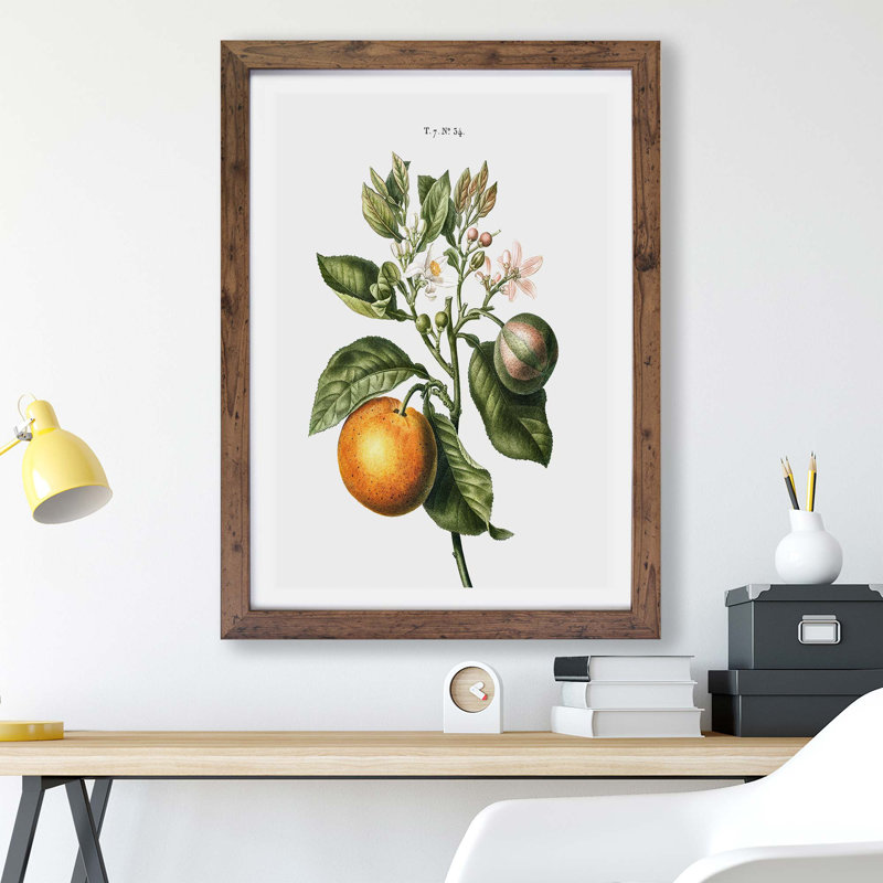 Bitter Orange Tree with Flowers - Framed Print, Walnut, 45cm H x 63cm W x 2cm D