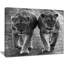 Photographie "lions en noir et blanc" à l’animal-35124185-35124191
