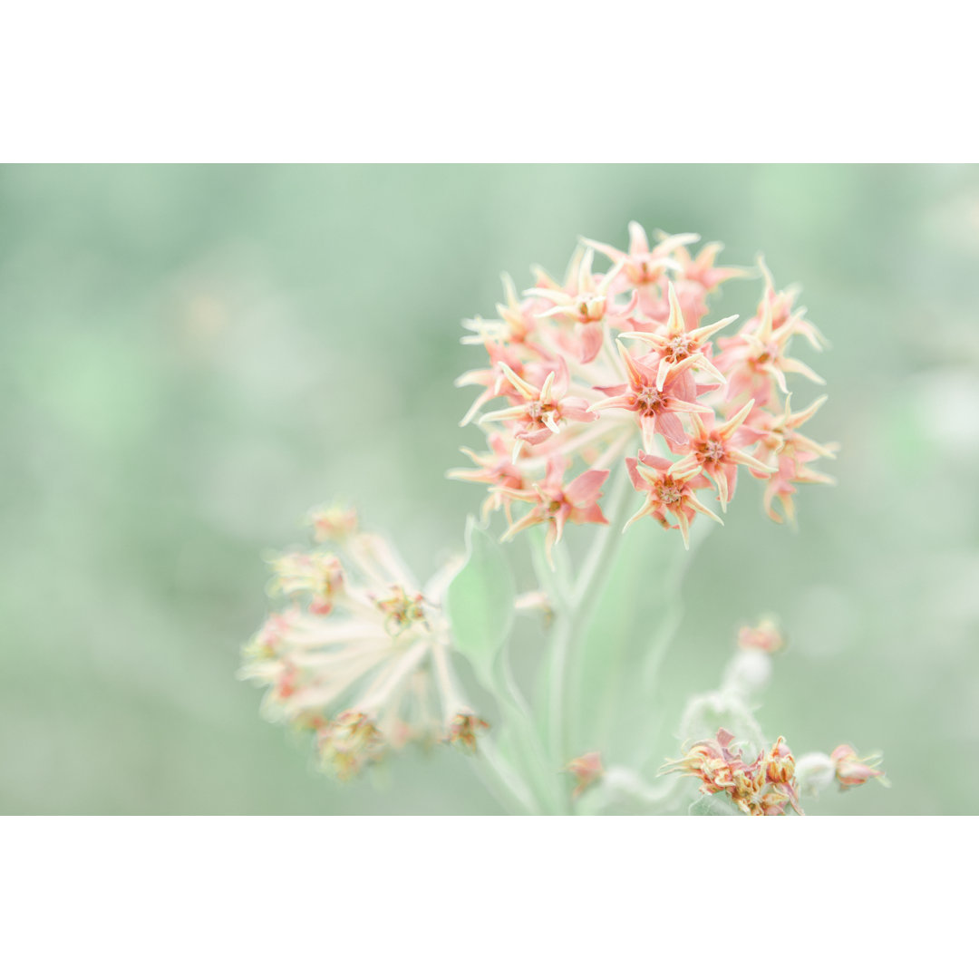 Milkweed Blume blühen