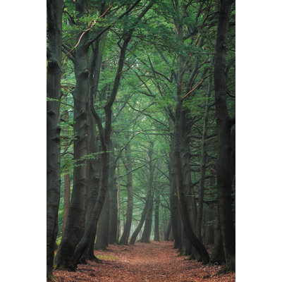 " Bent " Color Photography Print