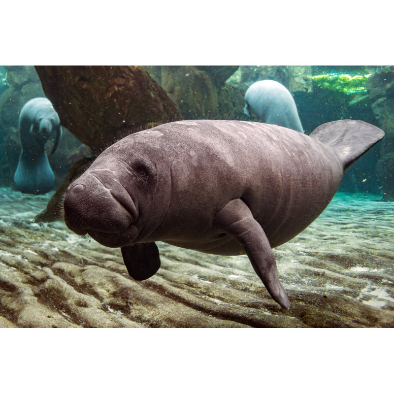 Newborn Baby Manatee Close Up Portrait, 81cm H x 122cm W