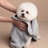 Pet's Favorite Towel-73049845-73049848