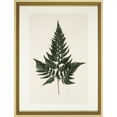 Pressed Fern I Print