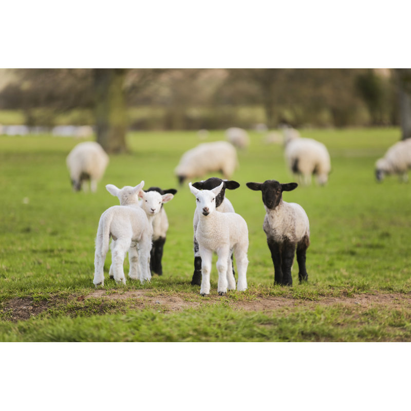 Spring Lambs Baby Sheep In A Field by Dmbaker - Wrapped Canvas Print, 30cm H x 46cm W x 3.8cm D