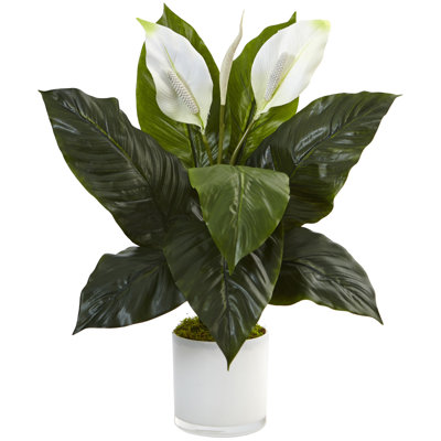 Lilies Arrangement in Planter