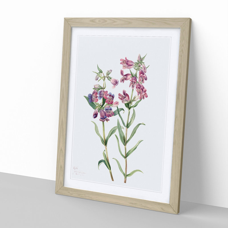 Prairie Pentstemon by Mary Vaux Walcott - Framed Print, 48cm H x 36cm W x 2cm D, Oak Framed