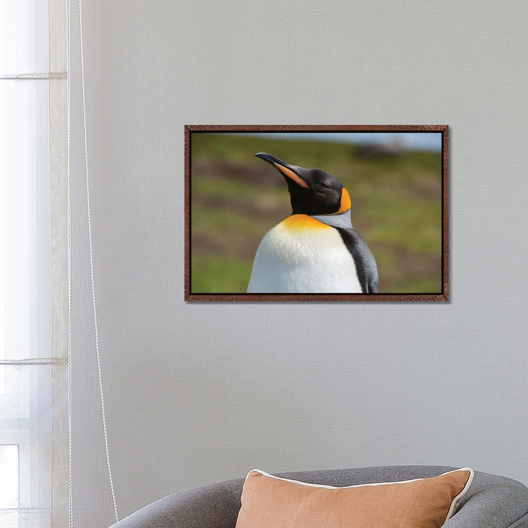 Portrait Of A King Penguin, Aptenodytes Patagonica. von Sergio Pitamitz - Galerie-verpackte Leinwand Giclée