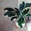 40cm Faux Plant in Planter
