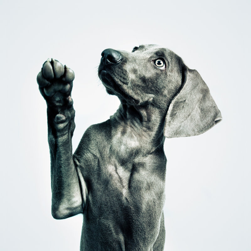 Chiot Weimaraner par The Palmer, H 12 po x l 12 po