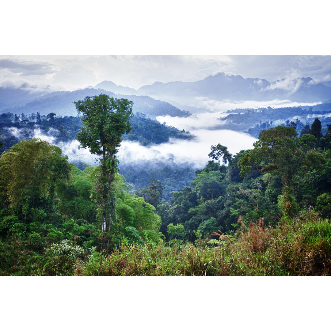 Rainforest von Kalistratova - Druck auf Leinwand ohne Rahmen