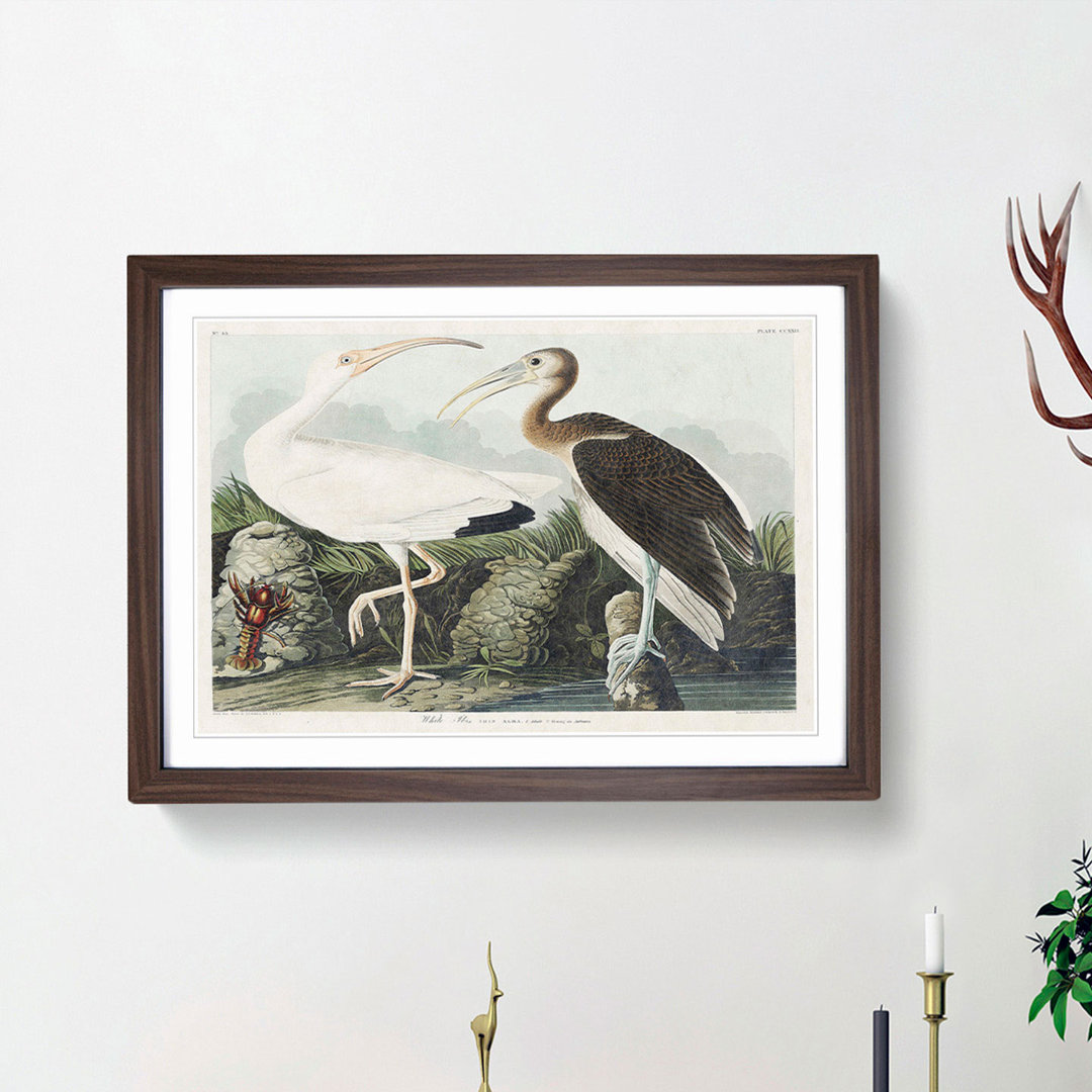 White Ibis Bird & Lobster by John Audubon - Framed Print