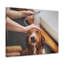 «Cute Tolling Retriever Bath», art mural-1540731227