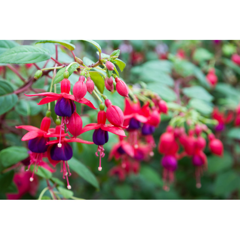 Fuchsia Flowers Beautiful Fuchsia Flowers In The Garden - Wrapped Canvas Print, 30cm H x 46cm W