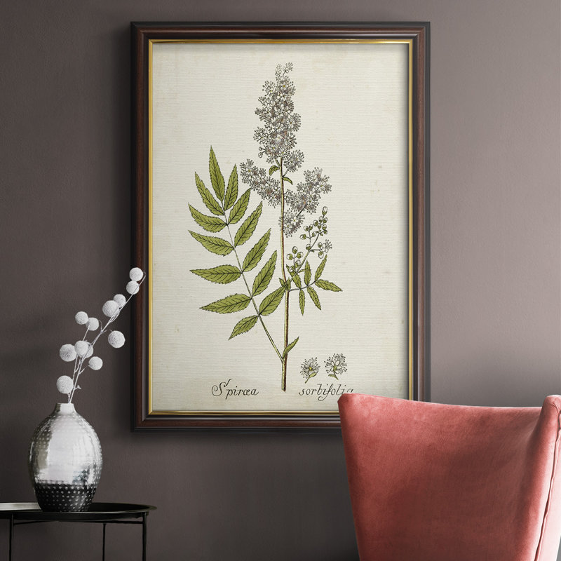 Antique Herb Botanical III - Peinture sur toile encadrée, H 20 po x l 16 po x P 2,5 po