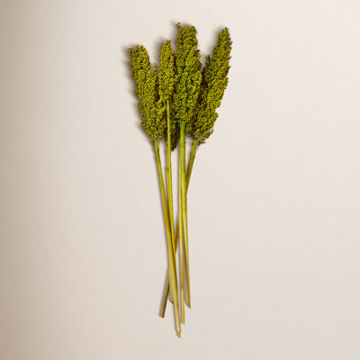 Clerkin Botanical Stems