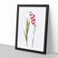 Pink Gladiolus Flowers by Pierre-Joseph Redoute - Picture Frame Painting Print-55584168-55584169