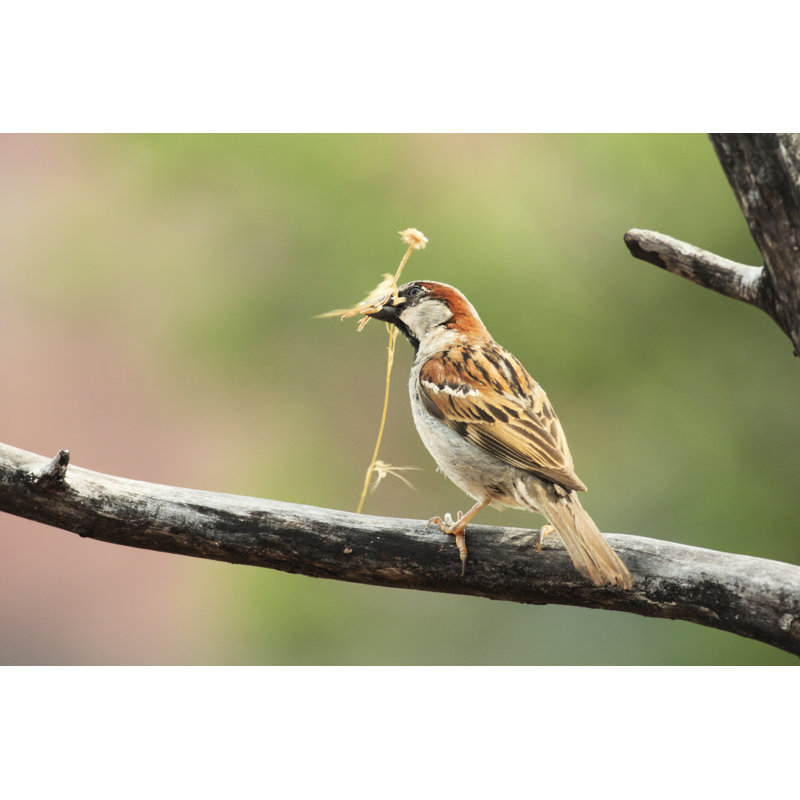 Male House Sparrow - Wrapped Canvas Print, 81cm H x 122cm W x 3.8cm D