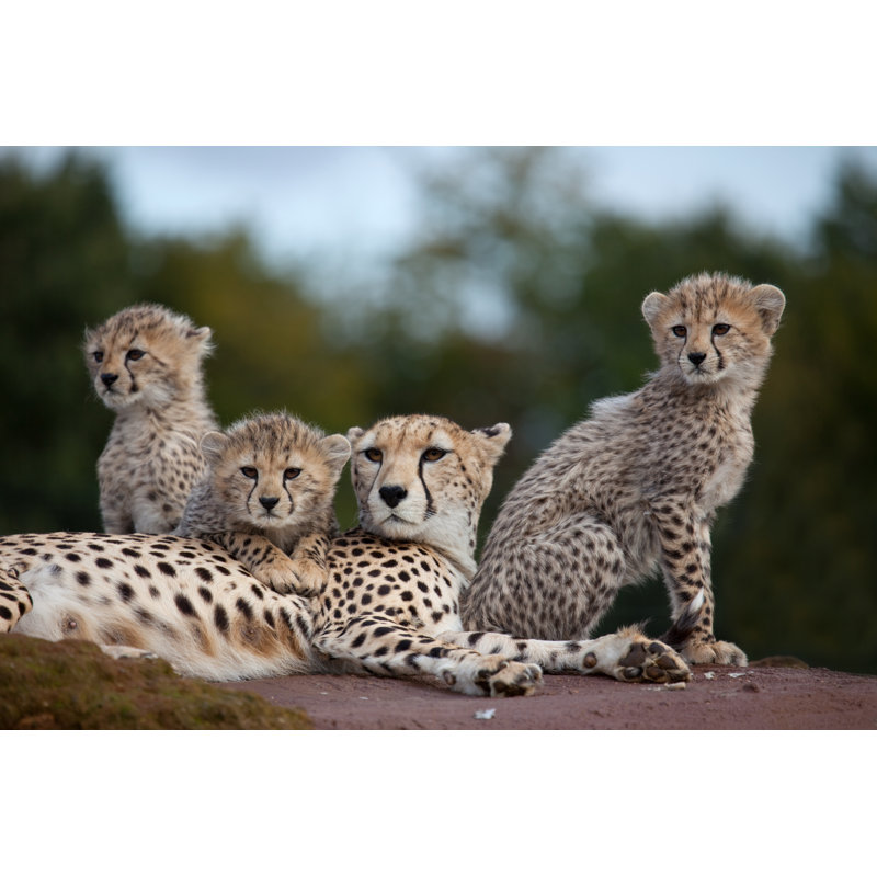 Cheetah Family - Wrapped Canvas Print, 81cm H x 122cm W
