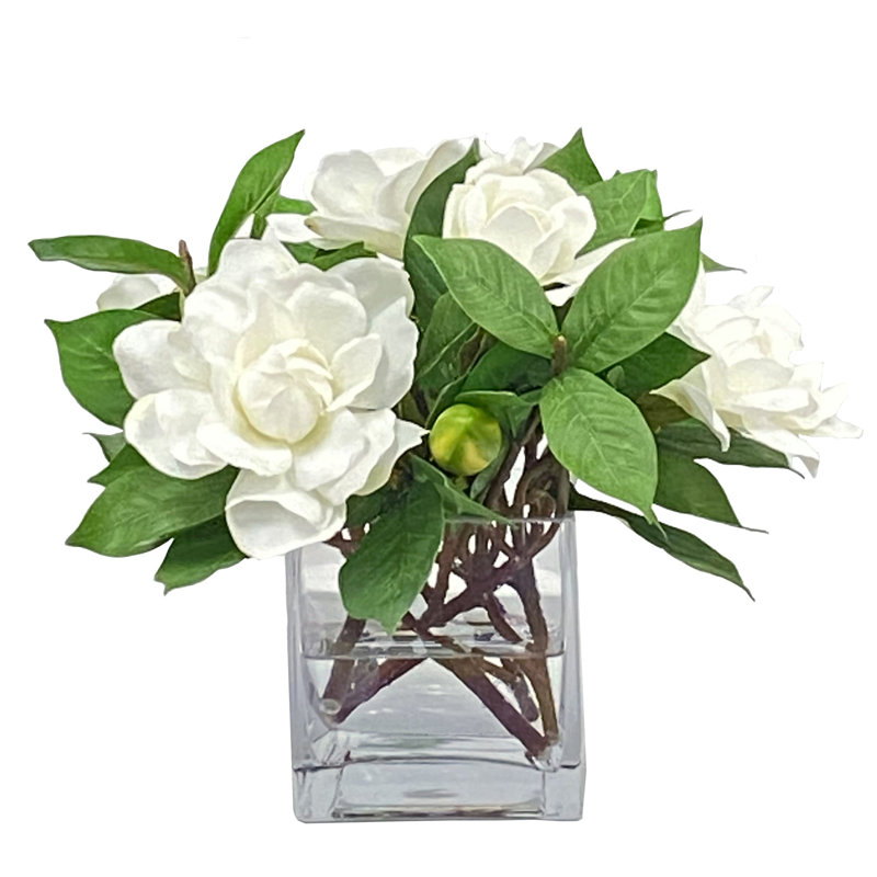GARDENIA JUBILATION EN CUBE