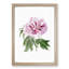 Pink Tree Peony Flower - Picture Frame Painting Print-55601348-55601349