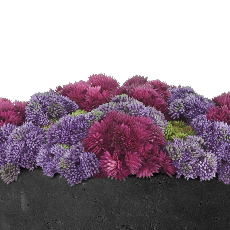 Sedum disposée en pot de fibres, Vert / bourgogne / mauve, Noir
