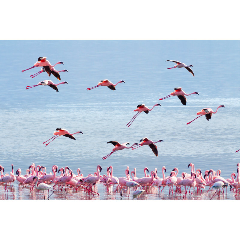 Flamingo Near Bogoria Lake by Ivanmateev - Wrapped Canvas Print, 81cm H x 122cm W