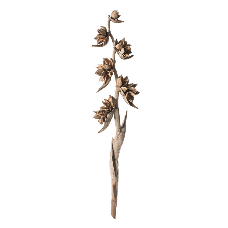 Star Pod Plant, Natural