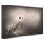Light Upon The Barn Owl - Wrapped Canvas-55365594