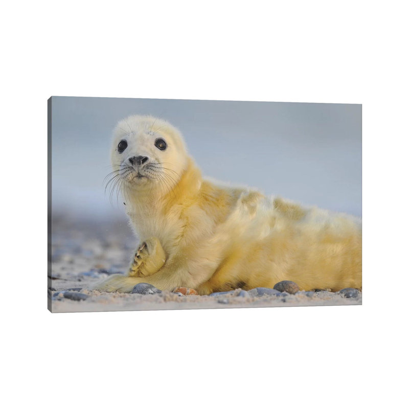 «Newborn Grey Seal» par Elmar Weiss - Photographie sur toile tendue, H 12 po x l 18 po x 1,5 po