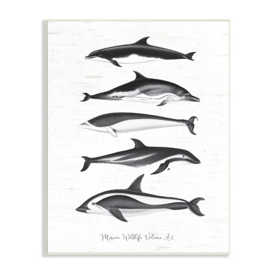 " Marine Life Orca Whales Diagram Grainy Pattern "