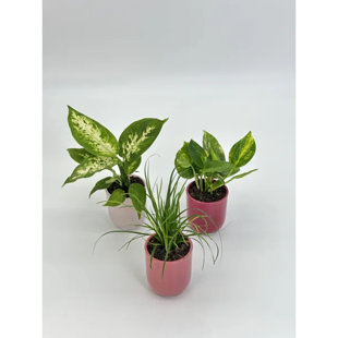 tropical plants (Set of 3)