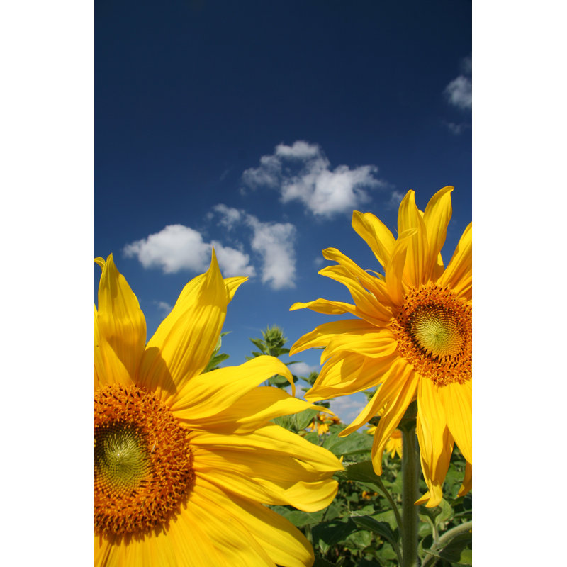 Field Of Sunflowers - Wrapped Canvas Print, 122cm H x 81cm W
