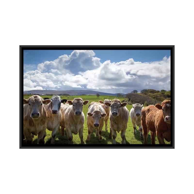 « curieux bovins county sligo ireland », reproduction de photo sur toile, H 18 po x l 26 po x P 1,5 po, Toile avec cadre noir