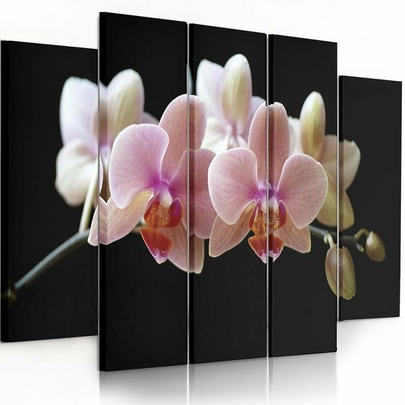 5-tlg. Fotodruck-Set A Pink Orchid