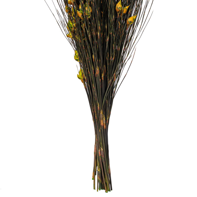 Preserved Bell Grass Arrangement