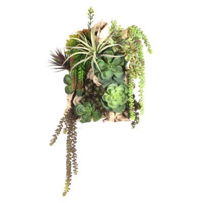 Succulent plante de sol en coffre