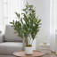 Faux olivier en pot-133254260-133254267-133254244