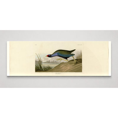 Mauve gallinule (plaque CCV) - art mural sur toile panoramique