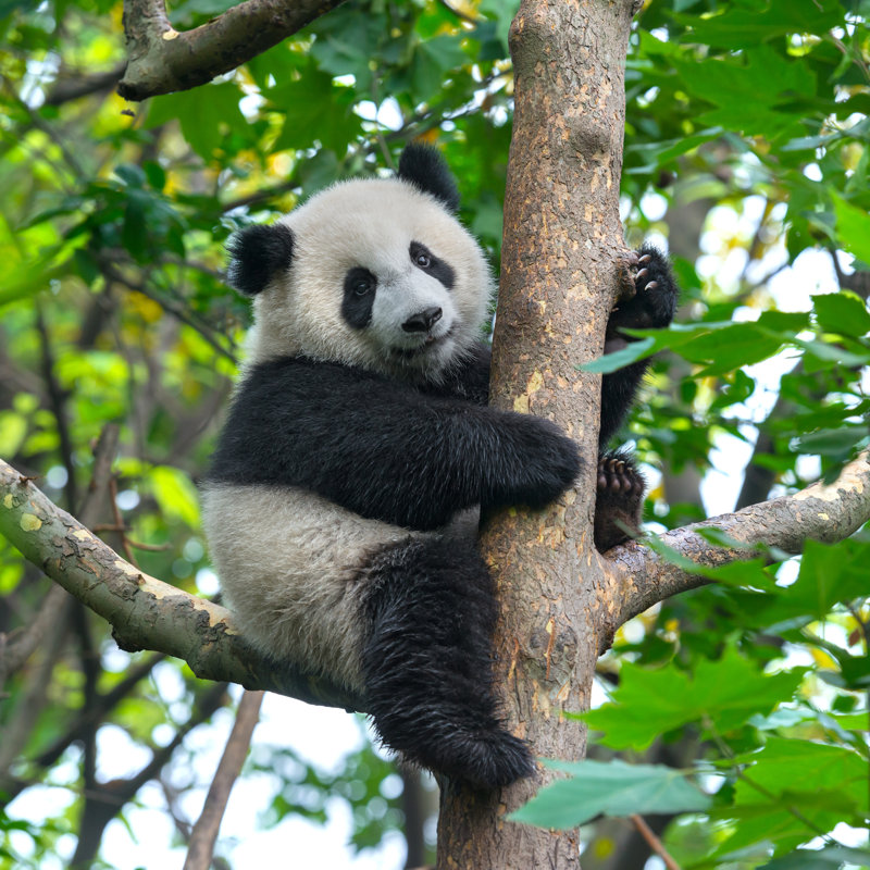 Cute Panda Bear Climbing In Tree by Hung Chung Chih - Wrapped Canvas Print, 30cm H x 30cm W x 3.8cm D