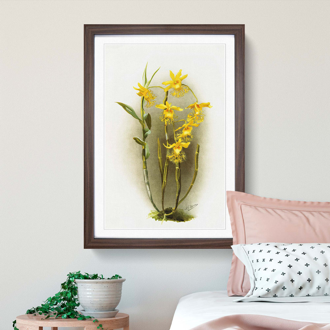 Magnolia Flowers Illustration Tab. 92 by Frederick Sander - Picture Frame Painting Print