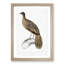 Lineated Peacock Pheasant Illustration by John Edward Gray - Picture Frame Painting Print-55580739-55580740