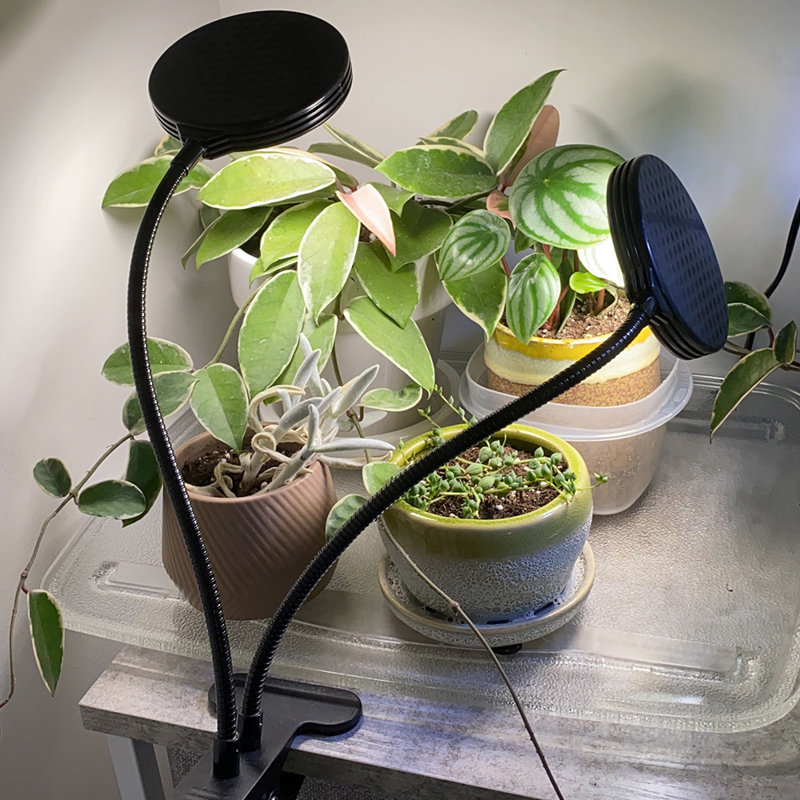 Zhu 5 Watt Grow Light Flowers